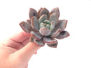 Echeveria Agavoides 'Baekya' 2"-3" Succulent Plant