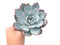 Echeveria 'Cream Sun’ 5" Powdery Succulent Plant