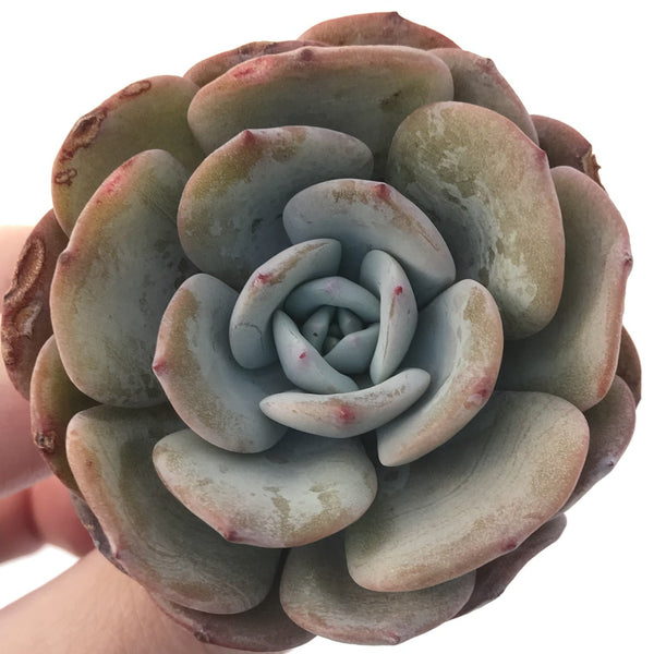 Echeveria 'Icy Purple' 3" Succulent Plant