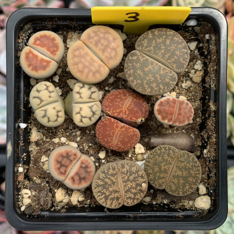 Collection of Lithops 2" (x11 Lithops)