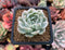 Echeveria 'Angel-In-Us' Variegated 1"-2" Succulent Plant