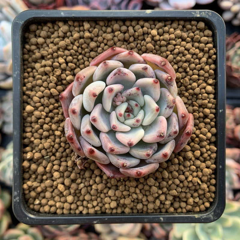 Echeveria 'Cherry Blossom Ending' 2" Succulent Plant