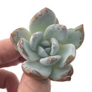 Echeveria 'Ivory' Selected Clone 1"-2" Powdery Succulent Plant