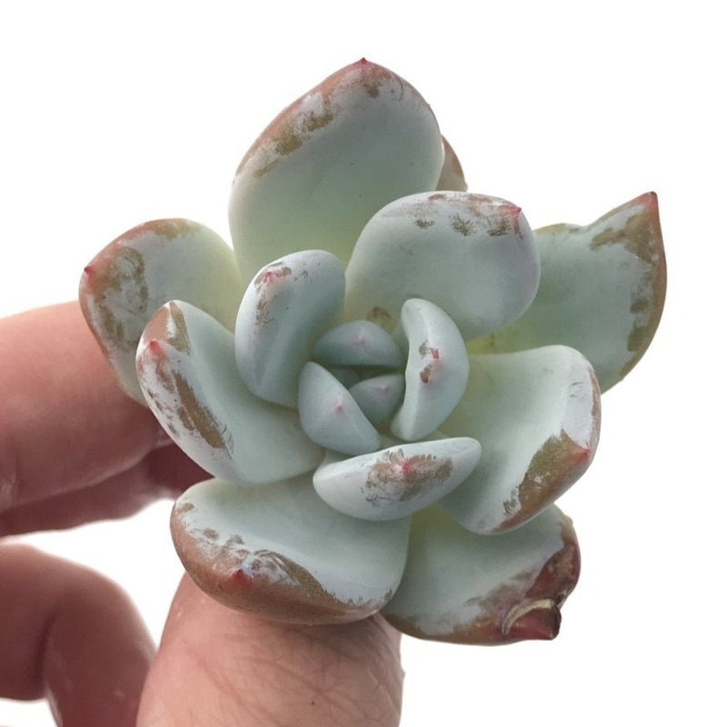 Echeveria 'Ivory' Selected Clone 1"-2" Powdery Succulent Plant