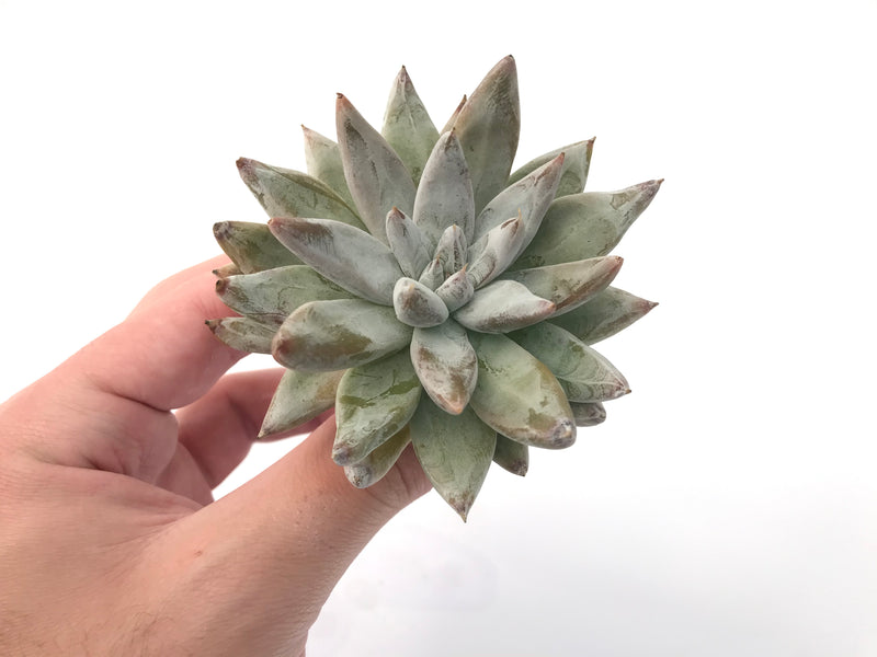 Echeveria 'Toliamensis' 4" Succulent Plant