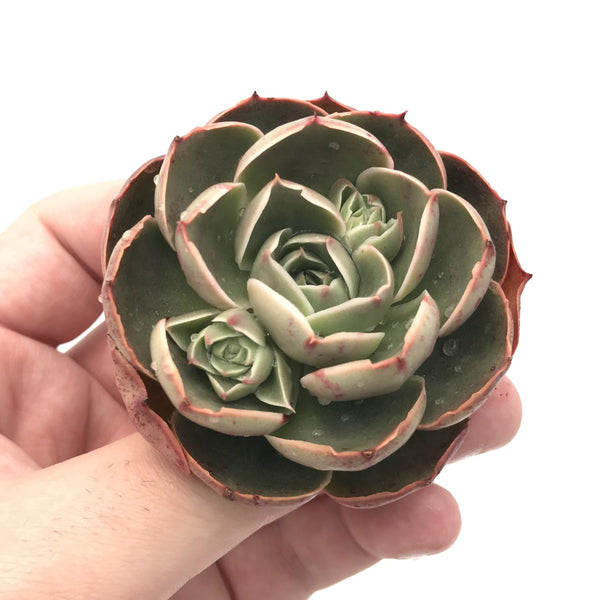 Echeveria 'Longissima' 1"-2" Succulent Plant