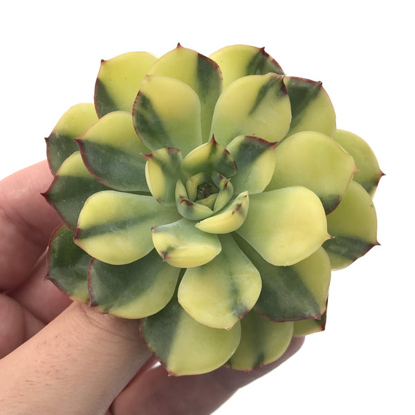 Echeveria 'Pulidonis' Variegated Round Leaf Selected Clone 3" Succulent Plant