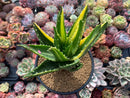 Aloe 'Nobilis' Variegated 5" Large Succulent Plant