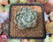 Dudleya 'Sony Queen' 1"-2" New Hybrid Succulent Plant