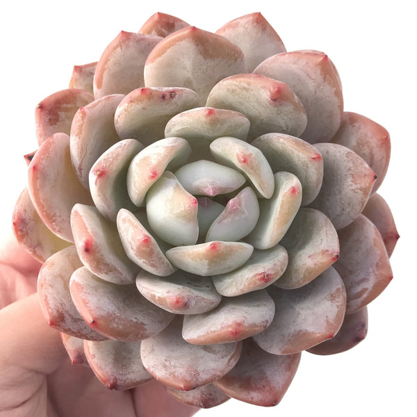 Echeveria 'Orange Monroe' 4" Large Powdery Succulent Plant