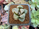 Haworthia 'Aquarius' 1" Succulent Plant