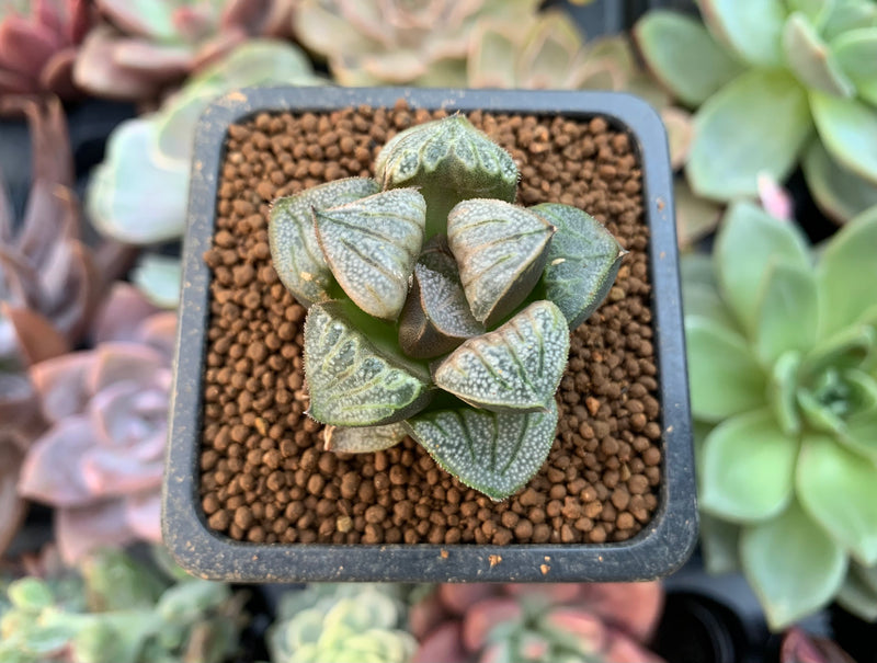 Haworthia 'Aquarius' 1" Succulent Plant