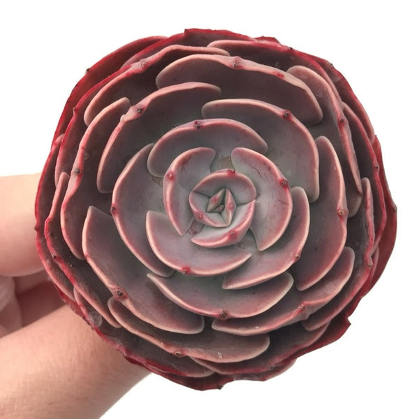 Echeveria 'Muesli' 3” Rare Succulent Plant