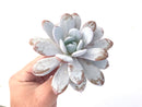 Echeveria 'Laui' 4" Large Powdery Succulent Plant