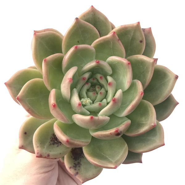 Echeveria Agavoides 'Shallot' 8" Large Succulent Plant