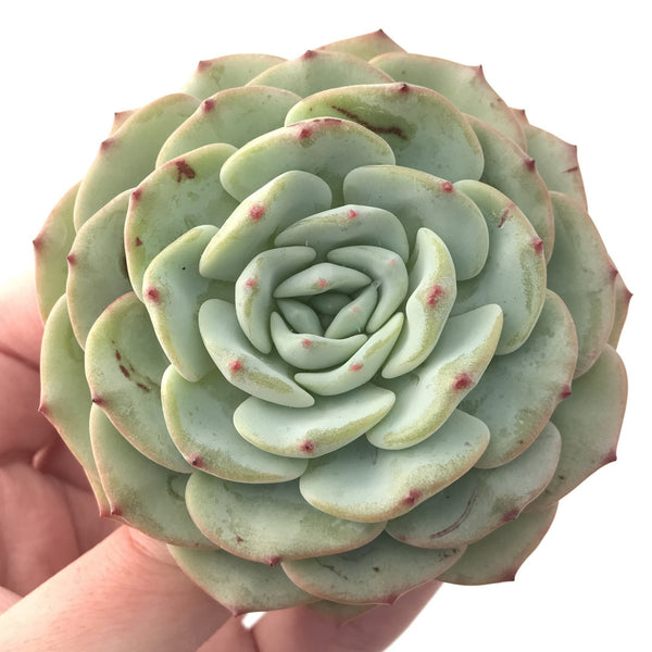 Echeveria sp. 4" Powdery Succulent Plant