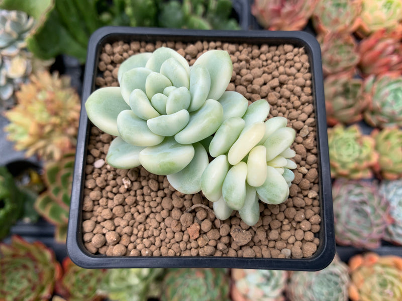 Sedum 'Clavatum' Variegated 2"-3" Succulent Plant