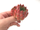 Echeveria 'Cortes' 3" Succulent Plant