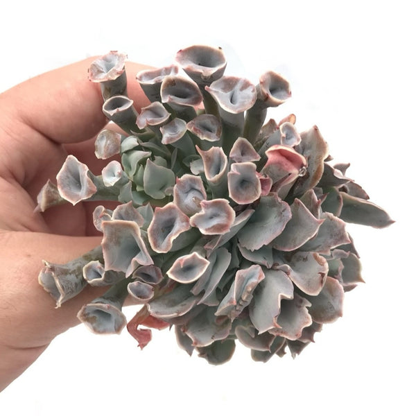 Echeveria 'Trumpet Pinky' Monstrous Cluster 4"-5" Succulent Plant