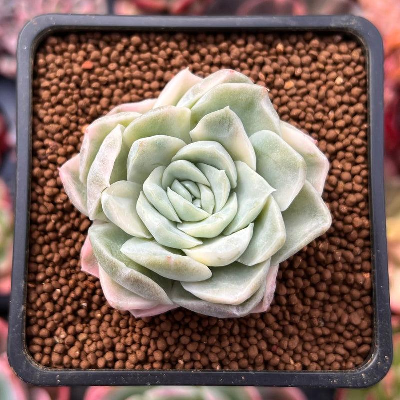 Echeveria sp. Variegated 1"-2" Succulent Plant