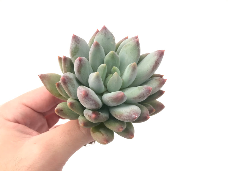 Echeveria 'Venus' 2"-3" Powdery Succulent Plant