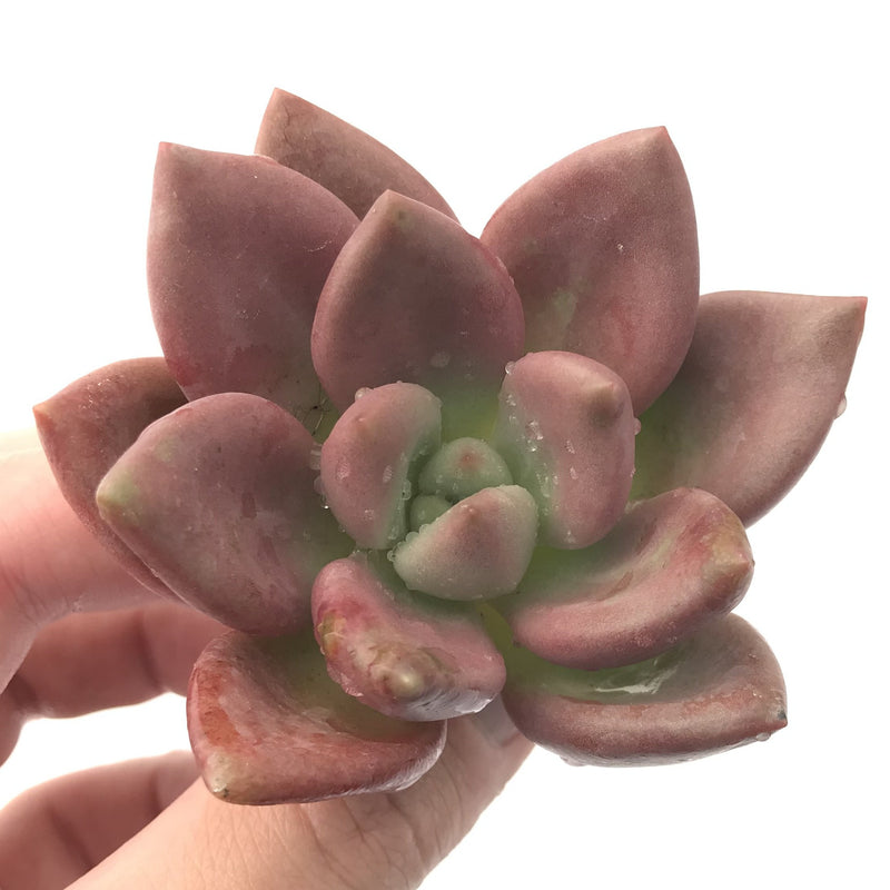 Graptoveria 'Ruby Donna' 2"-3" Succulent Plant