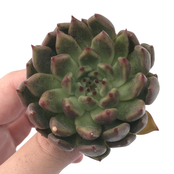 Echeveria Agavoides 'Golden Bear' 2"-3" Succulent Plant