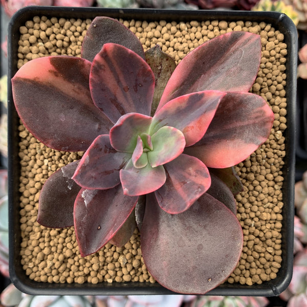 Echeveria 'Hanaikada' Variegated 3" Succulent Plant