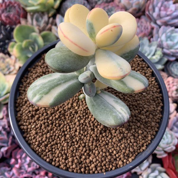 Cotyledon 'Orbiculata' Variegated 5" Large Very Rare Succulent Plant