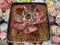 Echeveria Agavoides 'Star Boss' Variegated 2"-3" Succulent Plant