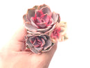 Echeveria ‘Rainbow’ Variegated Cluster 4” Rare Succulent Plant