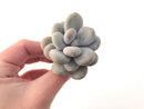 Pachyphytum 'Oviferum' sp. 2 " Large Succulent Plant