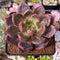 Echeveria 'Baekya' 3" Succulent Plant