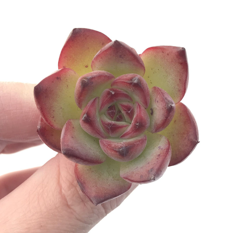 Echeveria Agavoides 'Fire Pillar' 1" Succulent Plant