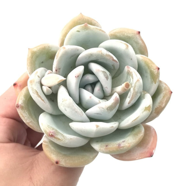 Echeveria 'Ivory' 4"+ Rare Succulent Plant