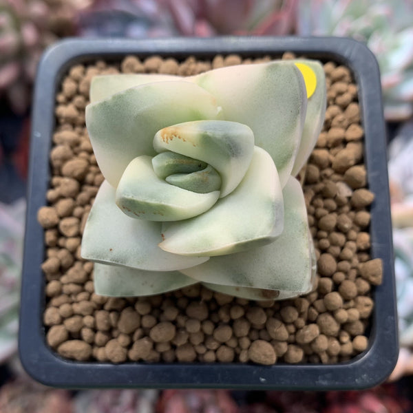 Crassula 'Moonglow' Variegated 1"-2" Succulent Plant