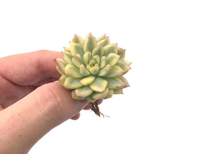 Echeveria 'Mebina' Variegated 1" Succulent Plant