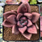 Graptoveria 'Ruby Donna' 3" Succulent Plant