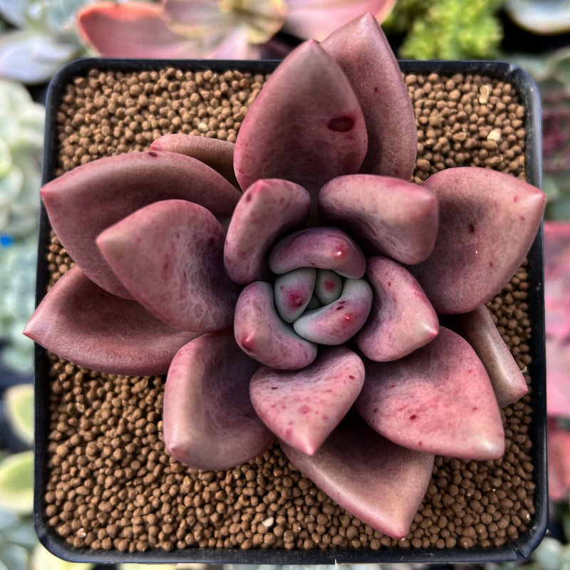 Graptoveria 'Ruby Donna' 3" Succulent Plant