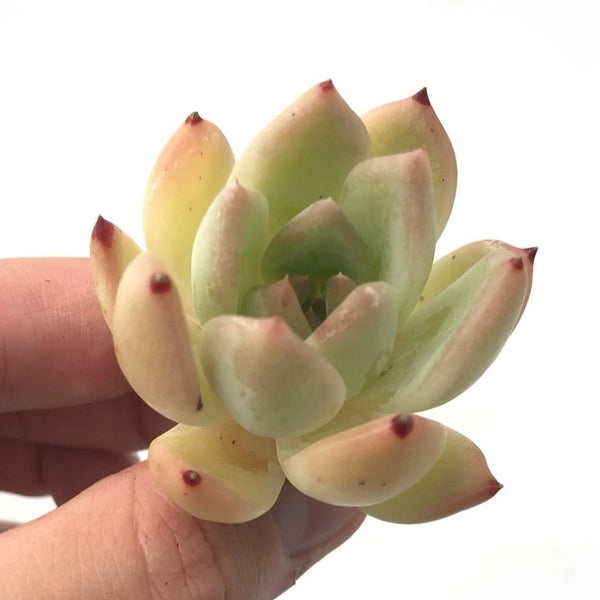 Echeveria sp. 1" Small Rare Succulent Plant