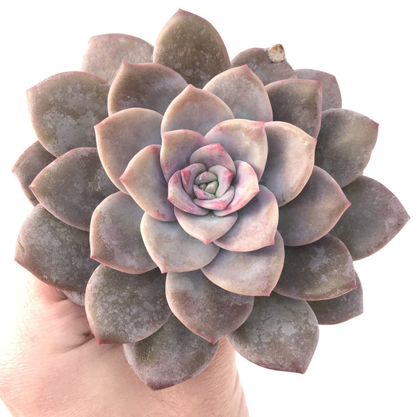 Echeveria 'Bianca' 5" Large Succulent Plant