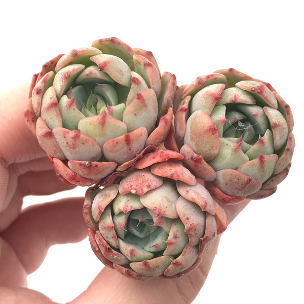 Echeveria 'Lala' Cluster 2" Rare Succulent Plant