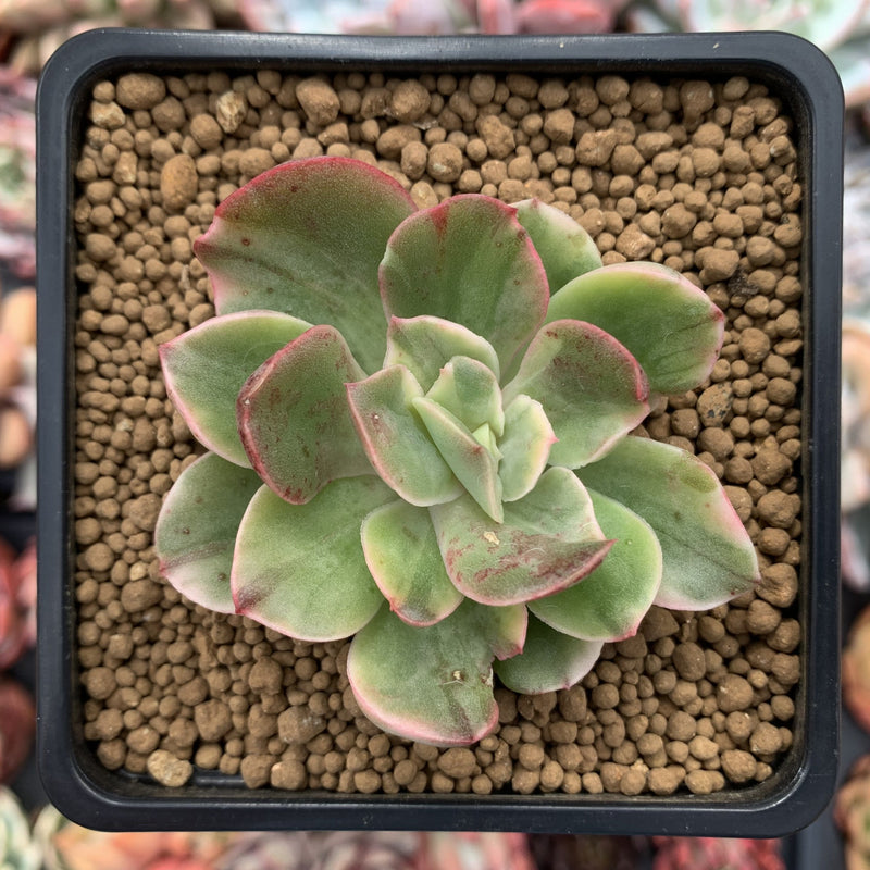 Echeveria 'Silkyu' Varieagted 1"-2" Succulent Plant