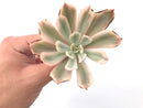 Echeveria 'Secunda' Variegated 3" Succulent Plant *Damaged*