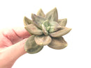 Echeveria 'Xichuensis' 2"-3" Succulent Plant