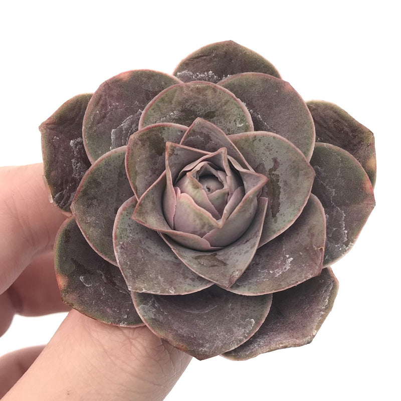 Greenovia 'El Hiero' 1"-2" Rare Succulent Plant