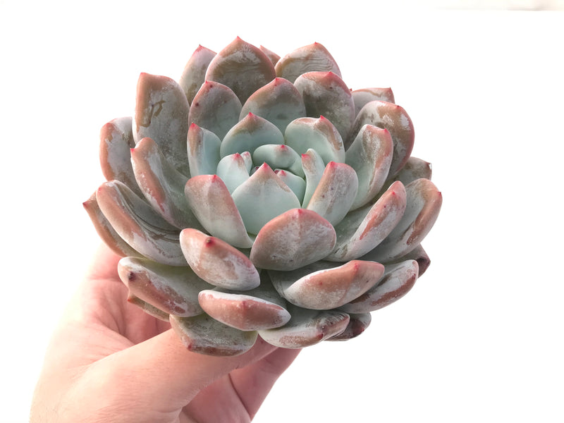 Echeveria 'Orange Monroe' 5"-6" Powdery Succulent Plant