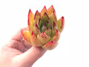 Echeveria Agavoides Royal Special Clone 3” Rare Succulent Plant