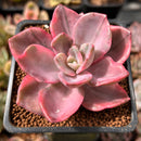 Graptopetalum 'Bainesii' Variegated 2" Succulent Plant