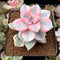 Graptopetalum 'Purple Delight' Variegated 2" Succulent Plant